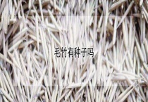 毛竹有种子吗？