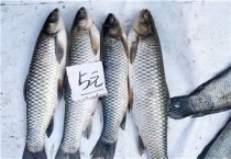 青鱼和草鱼的区别？