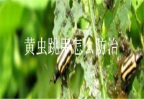 黄虫跳甲怎么防治