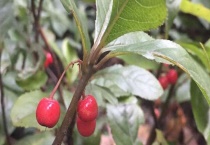 耐阴的植物有哪些？