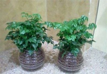 幸福树浇牛奶该怎么做？