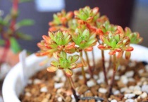 小人祭花语是什么？