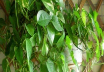 绿萝烂根怎么办？烂根原因？