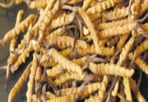 虫草与白草有什么不同 白草有什么外形特点