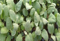 西瓜苗发生僵苗后怎么办？