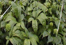 三七的种植条件 三七对土壤要求