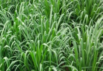 甜象草与象草有什么不同 附甜象草的种植多久？