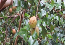 茶油 附生长条件及茶油产业