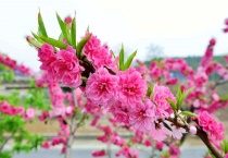 桃花具体什么时候开