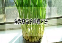 盆栽蒜苗的种植多久？