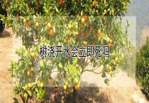 树浇开水会立即死吗？