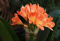 家里养什么花比较好