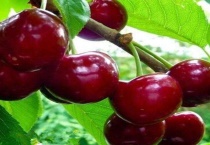 车厘子季节是什么时候