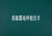 线椒露地种植技术