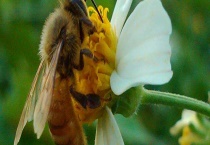 冬天养蜂怎么保温才正确 具体措施有哪些？