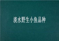 淡水野生小鱼品种