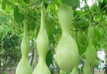 盆栽葫芦架子怎么搭