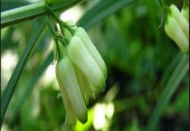 黄精价格及种植方法 黄精的繁殖多久？