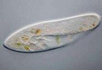 草履虫有叶绿体吗？