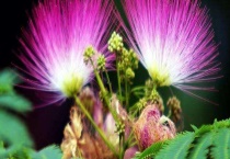 合欢花与朱樱花的区别？