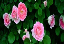 伊朗的国花是什么 一般在几月份开放