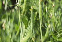 大豌豆种植时间和多久？