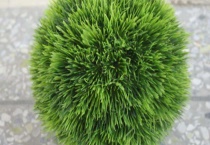 米兰如何水培出根