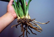 如何预防大葱烂根