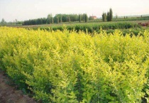 冬青树和黄杨区别？