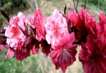 绛桃和碧桃的区别？