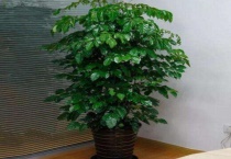 夏天幸福树掉叶子是怎么回事