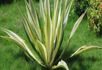 龙舌兰的产地分布 附产地环境和品种