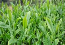 铁观音发源地是哪个省 附铁观音的由来和功效作用