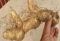 黄精是什么药材 有哪些品种