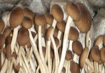 茶树菇多少钱一斤 如何保存与选购