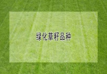绿化草籽品种