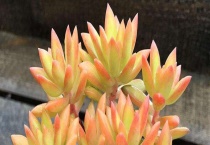 多肉布丁和铭月的区别？