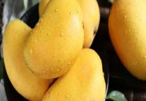 芒果的最佳储存多久？