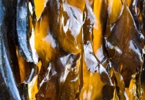 昆布和海带的区别？ 附常见昆布种类