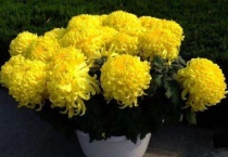 盆栽菊花的养殖方法和注意事项有哪些？