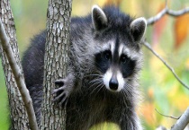 果子狸是几级保护动物？种群现状是怎样的