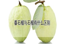 番石榴与石榴有什么区别？？