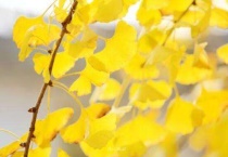 银杏叶变黄的原因？