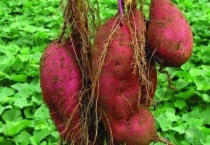 变态茎分为几种