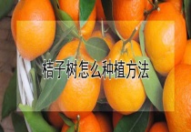 桔子树怎么种植多久？