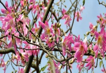 紫荆花和异木棉的区别？