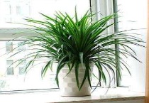 铁血树和龙血树的区别？