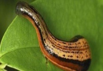 蚂蝗的天敌是什么？