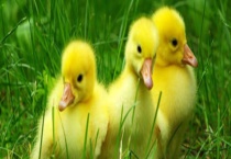 如何防止雏鹅中毒？有四个方面