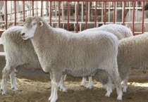 澳洲白羊特点有哪些？